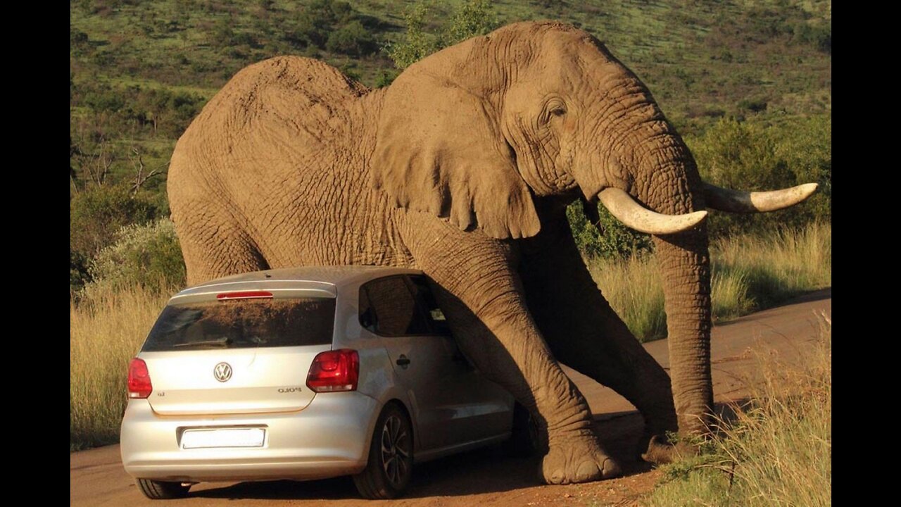 Tales Carved in Trunks: The Emotional Elegance of Elephants in Africa