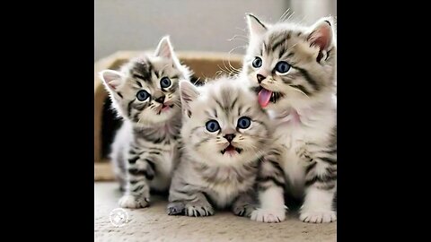 Cute Cat Gif