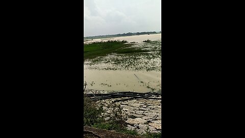 The pond is full due to heavy rain