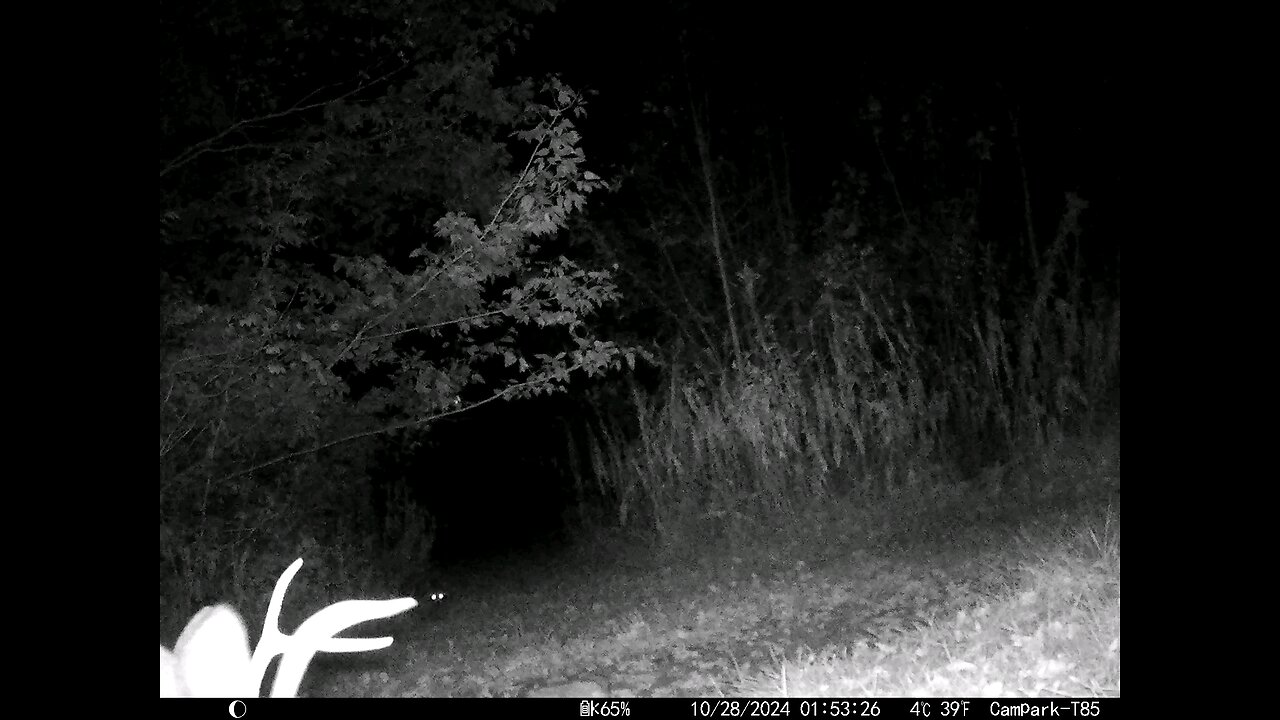 Buck Deer Cam 10-28-2024