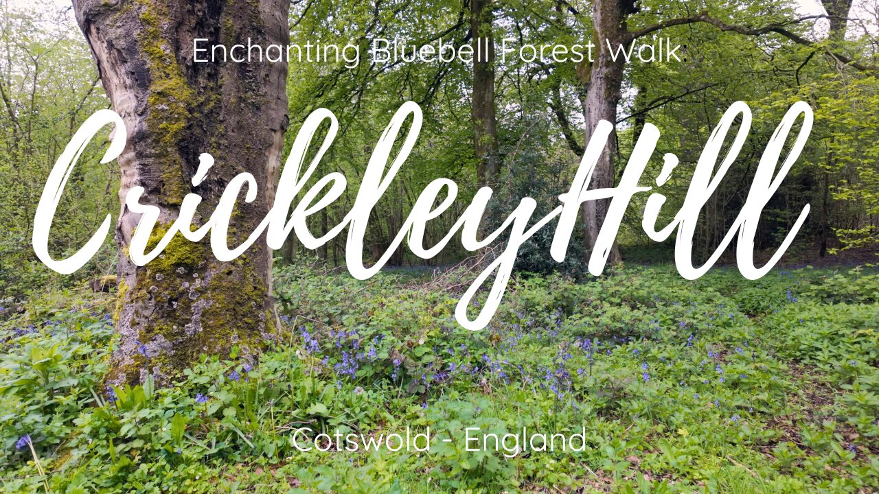 Enchanting Bluebell Forest Walk: Crickley Hill, Cotswolds | Relaxing Cotswold Walking