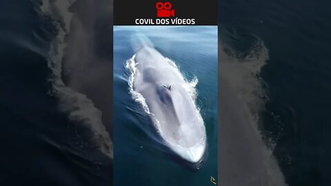 baleia azul 😮😮