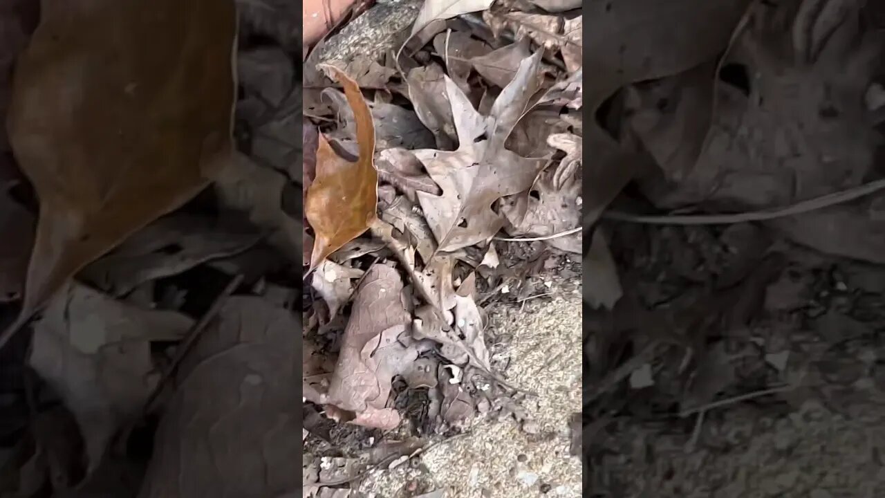 A speedy skink dashing for cover under the leaves. So fast! 🦎