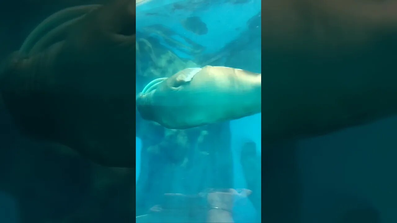 Wow! it is so BIG