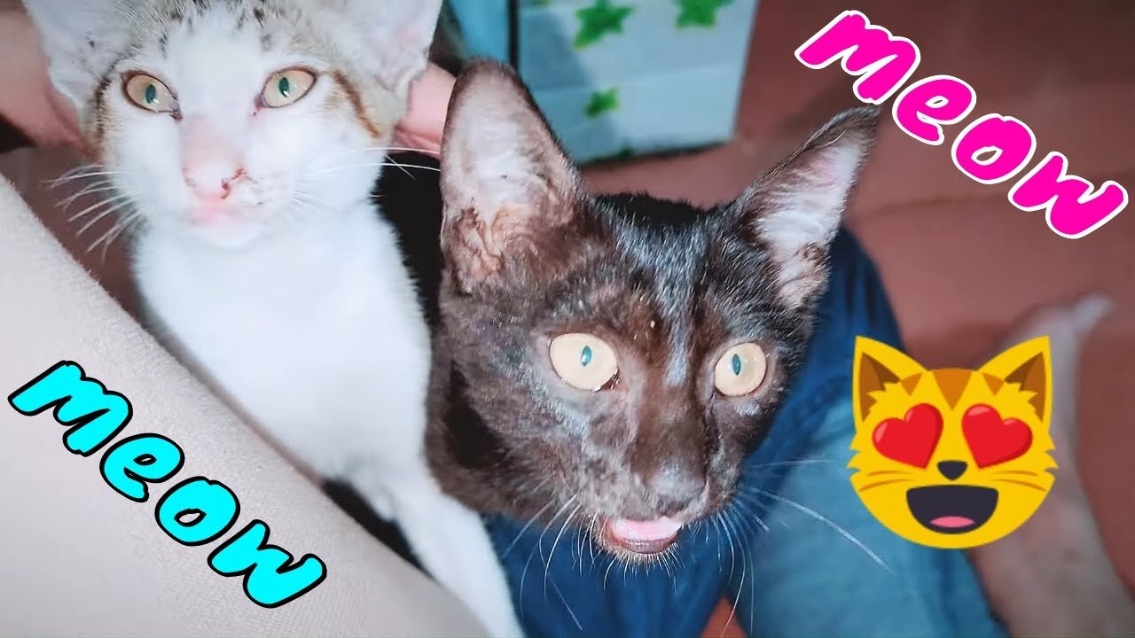 How Cute Kittens React When Owner Back Home Making Dogs Jealous 3 | Viral Cat