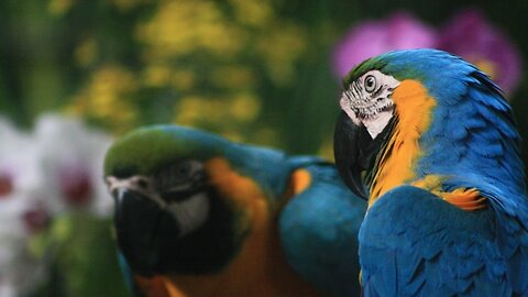 Cute parrot / cute birds #viralvedio