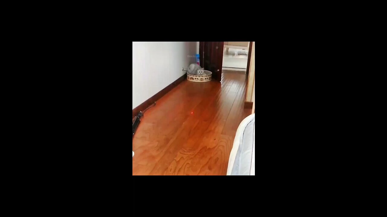 Is there a cat you like in the video?