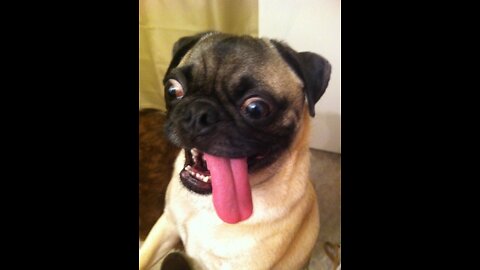 Funniest cute Pug dog video ever 2022