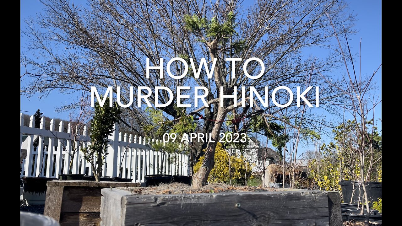 How to murder a hinoki