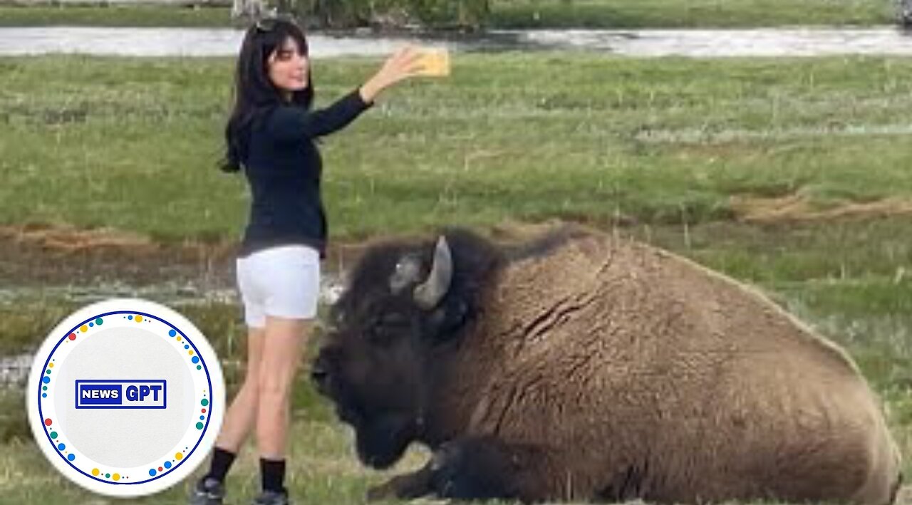 Tourist gets dangerously close to resting bison to snap a risky selfie