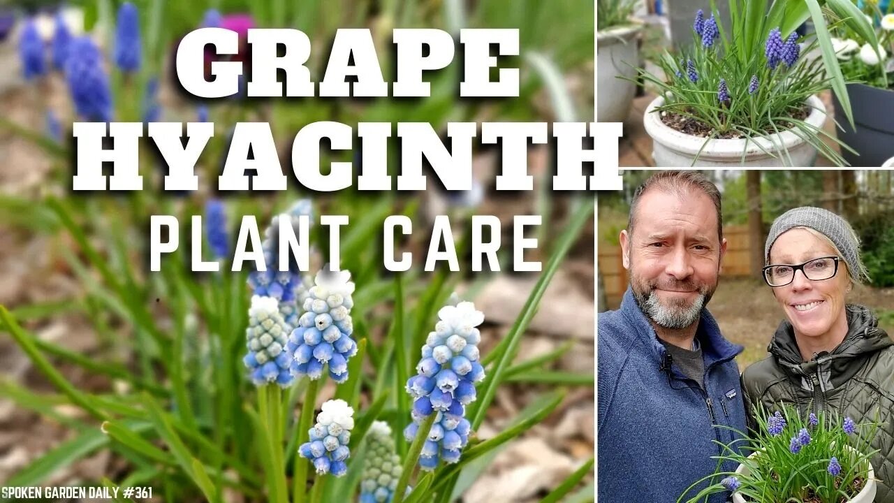 💜 Grape Hyacinth Care | Muscari armeniacum - SGD 361 💜