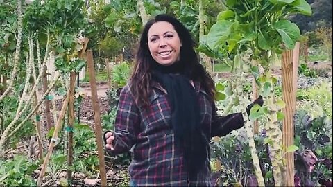 Perennial Collard Greens