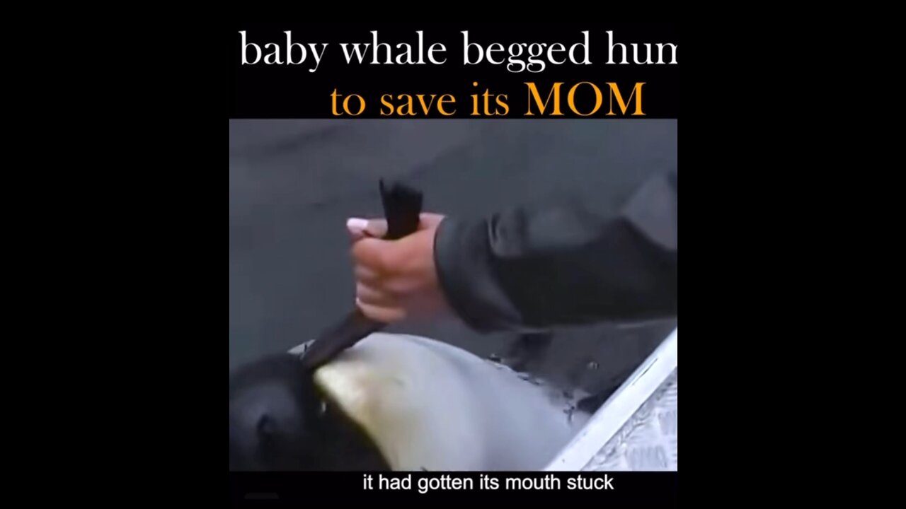 Dolphin stuck and help her