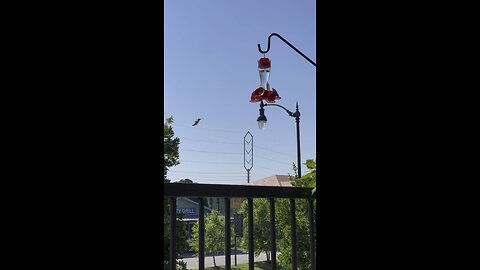 My new hummingbird feeder