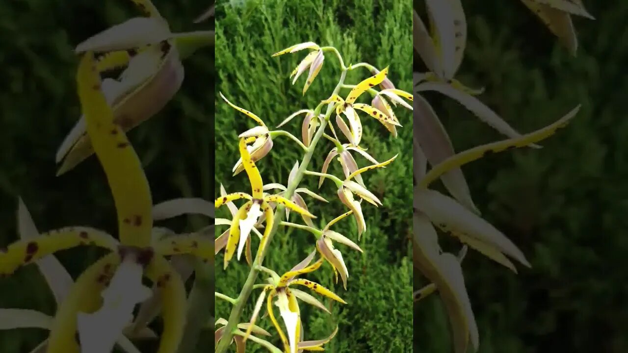 #ninjaorchids What a spike! 😱🫣🙌🏼 29 Blooms!! Panarica prismartocarpa spectacular bloom! 🤩🙌🏼 #shorts