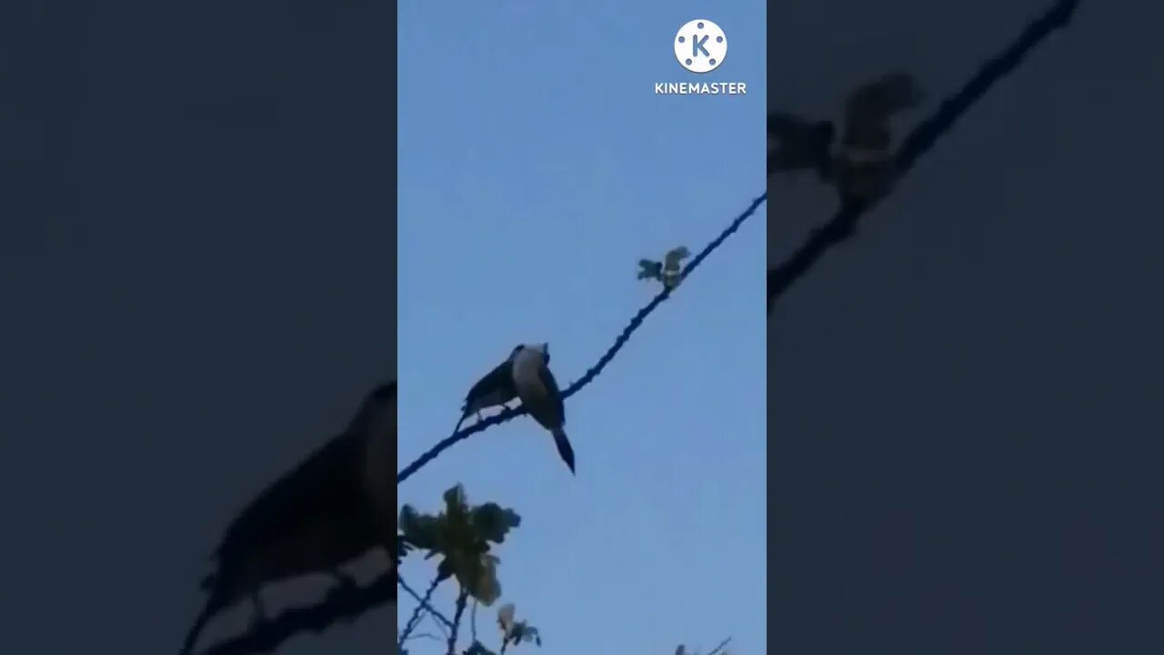 cute birds