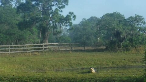 Easter Gator Enjoying The Morning.