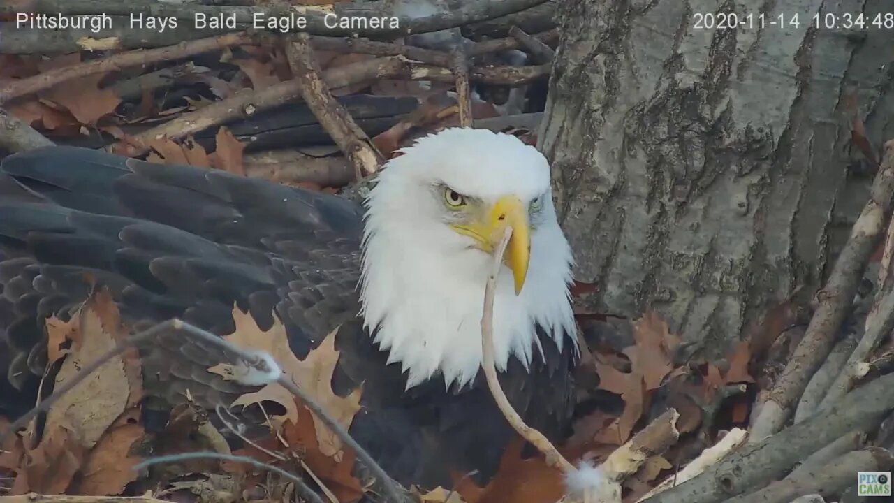 Hays Eagles Mom Nest bowl practice 2020 11 14 10:34:20