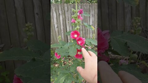 Stop Eating My Sunflowers!