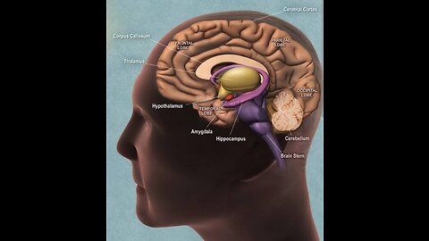 Easy steps for memorized study.