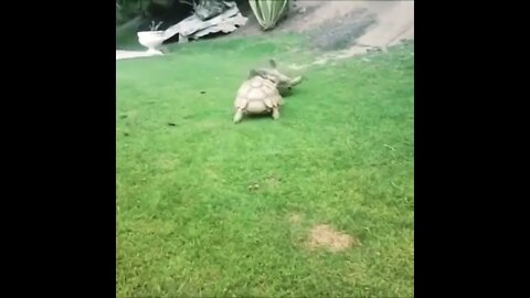 Tortoise helps upside down tortoise