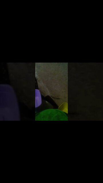 a largatixa pegou a barata #shorts