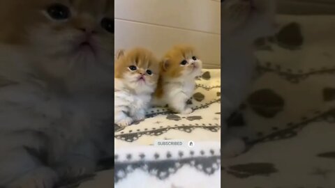 funny cat videos | cute cat videos| cute animals funny cats #shorts #shortsfunny #cutecat #funnycat