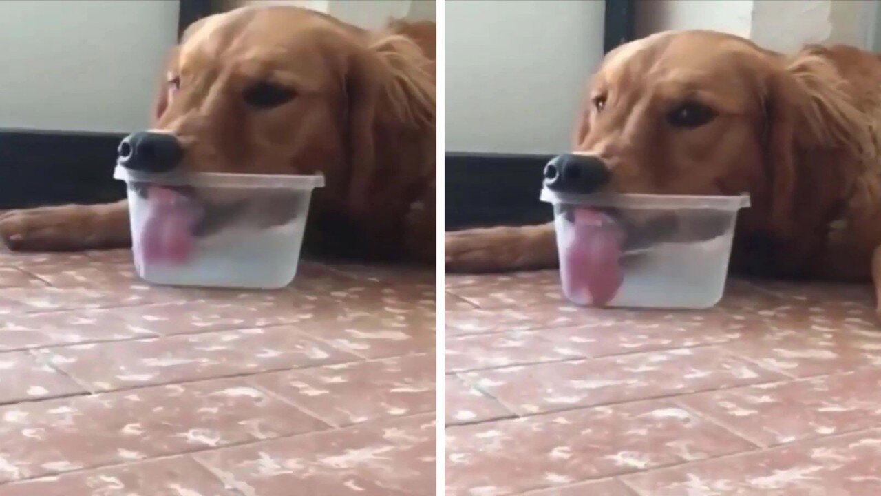 Poppy Drinking Water 🤣😂