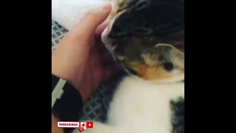 cute cat videos 😹 funny videos 😂1541