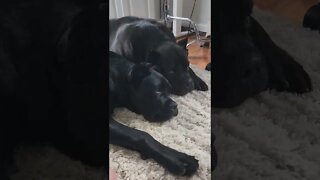 Puppy Cuddles Big Brother Cane Corso #shorts #viral #pets