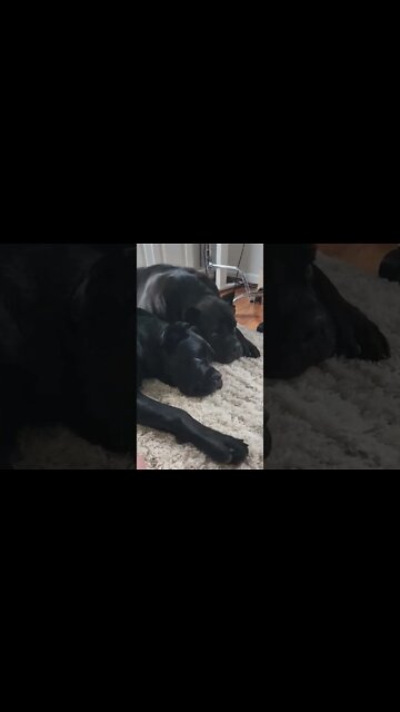 Puppy Cuddles Big Brother Cane Corso #shorts #viral #pets