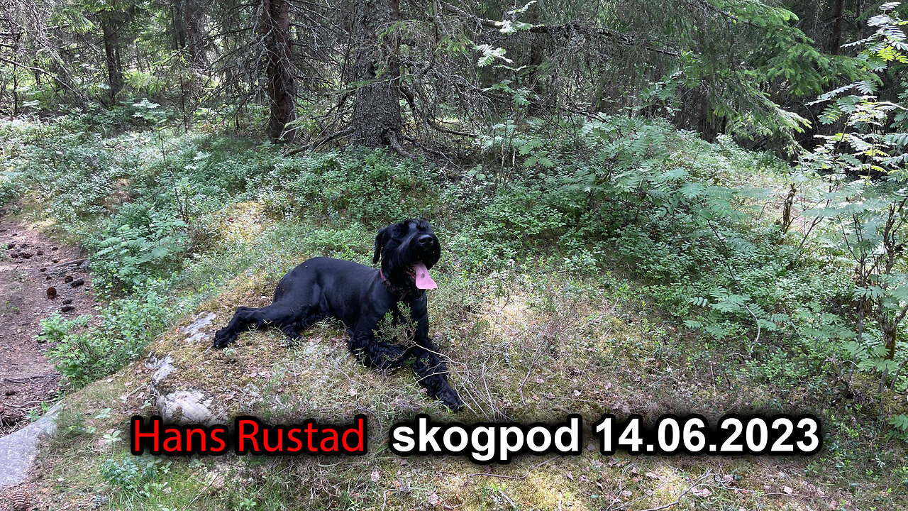 Skogpod 14. juni 2023