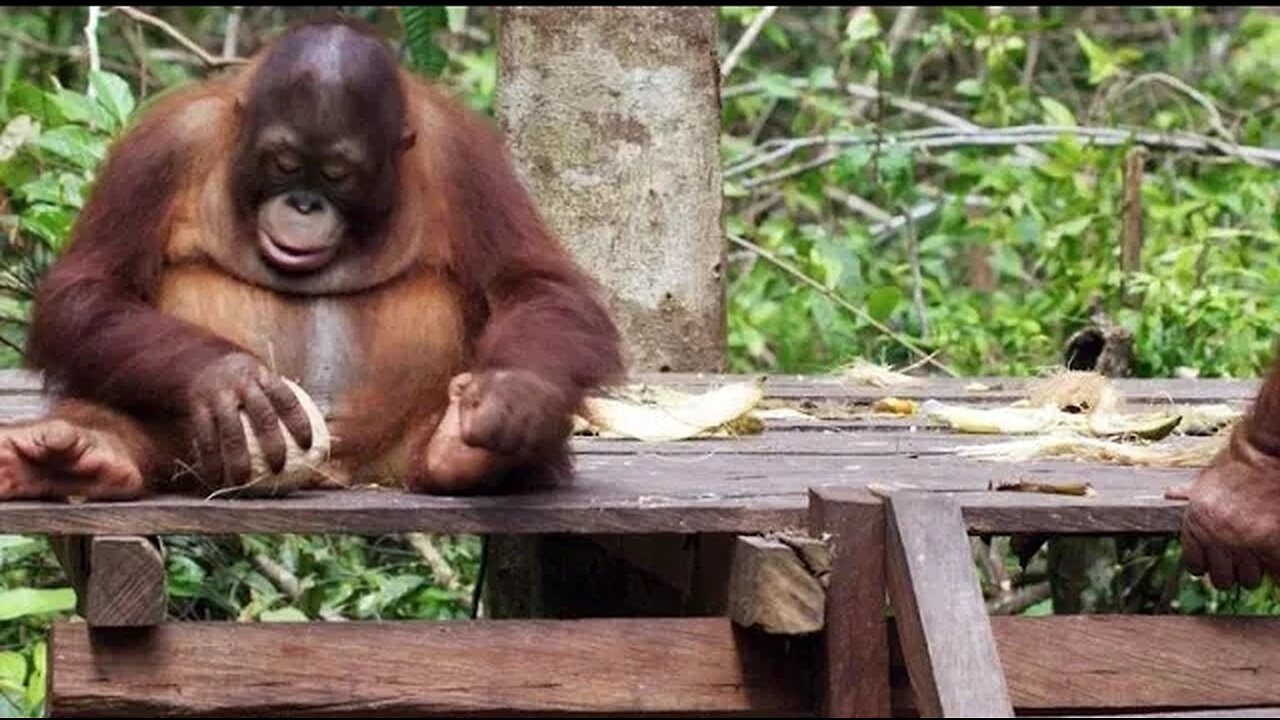 Baby Orangutans Learn How to Crack Coconuts.