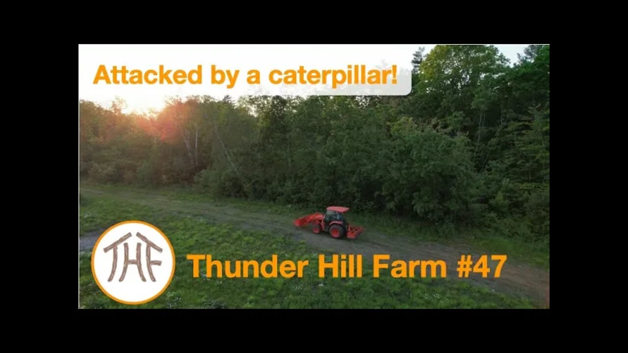 Thunder Hill Farm #47 - Attacked by a caterpillar!