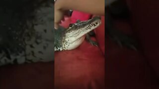 Esse bicho já foi dançarino do É o Tchan, né #shorts