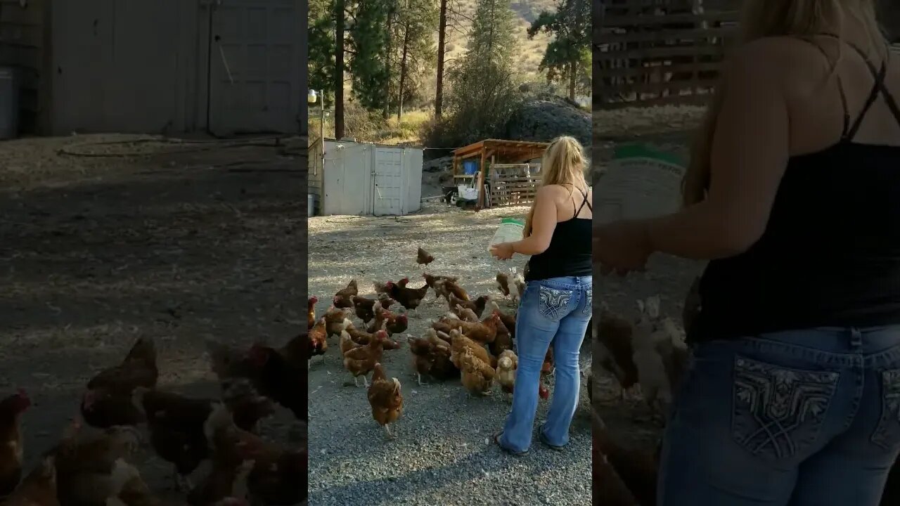 #shorts #chickens