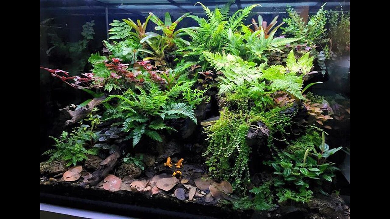 How to build a Paludarium Vivarium Part 1