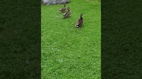 Duck Duck Goose
