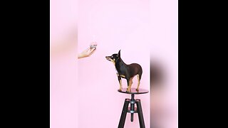 Did you know this about chihuahuas? #shorts