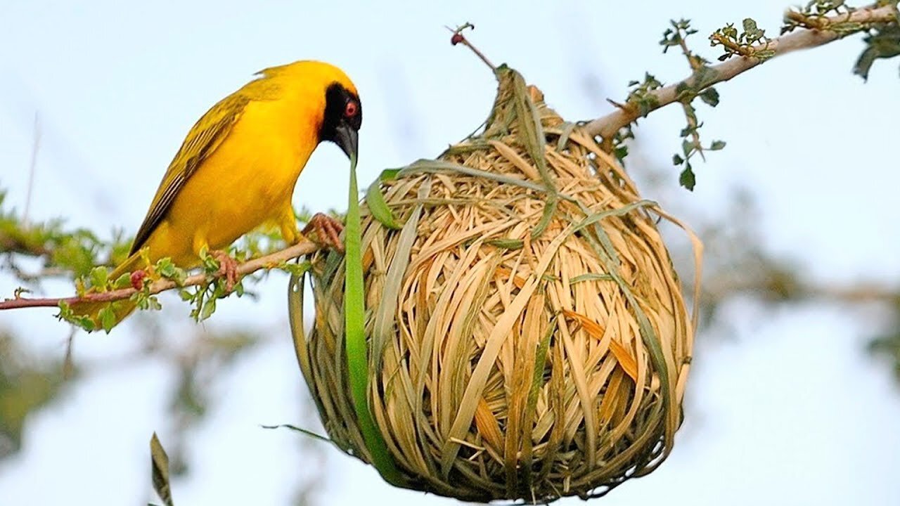 Professional bird nest maker