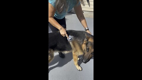 Brushing GSD Excess Hair