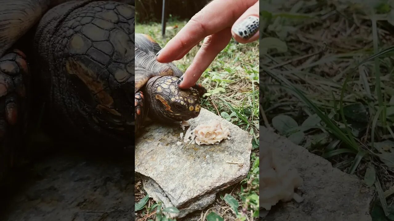 Melon Getting a Treat #shorts #tortoiseshorts #redfoottortoise #melonthetortoise