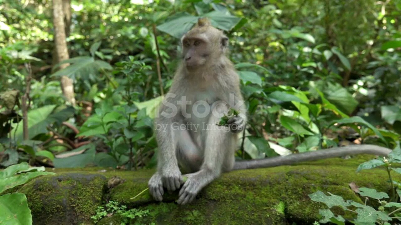 This monkey does not know what he is thinking