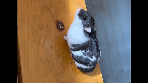 When you are like a hamster, but at heart you are a runner.