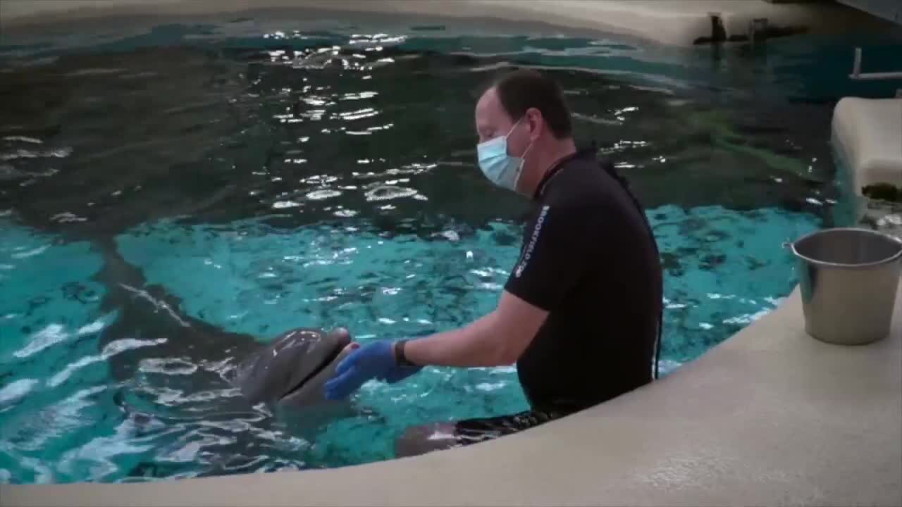 Check This Out: Geriatric dolphin responding well to cancer treatments