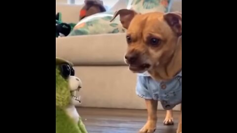 Super FUNNY DOG Videos from TikTok! 🐶 | Dog Lovers | CAT and Dog Videos 🤣 #Shorts