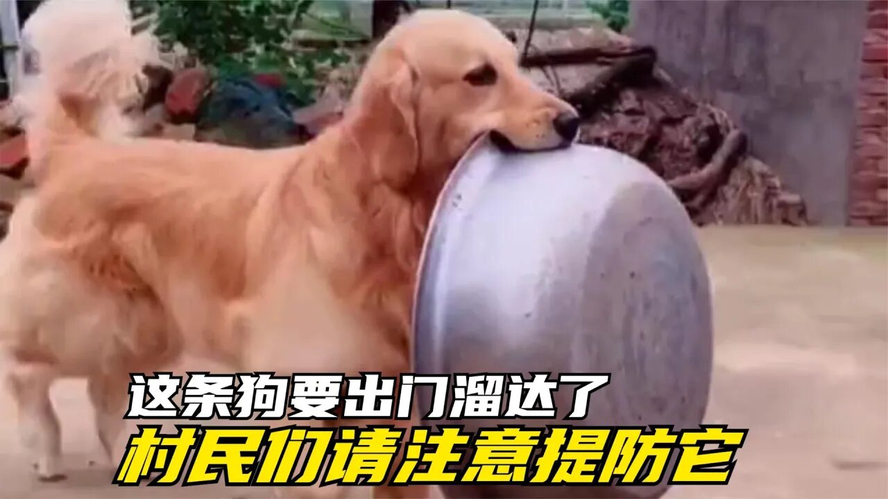 金毛每天出门溜达，总能顺带回来一些东西，村民们不得不提防着它 | Dog