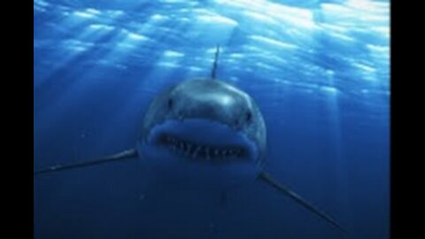 Great big white shark attack