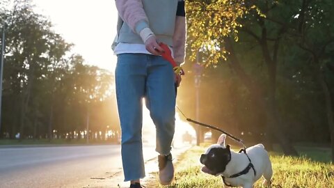 Young happy woman playing with little cute french bulldog on the road during sunset at autumn (2)