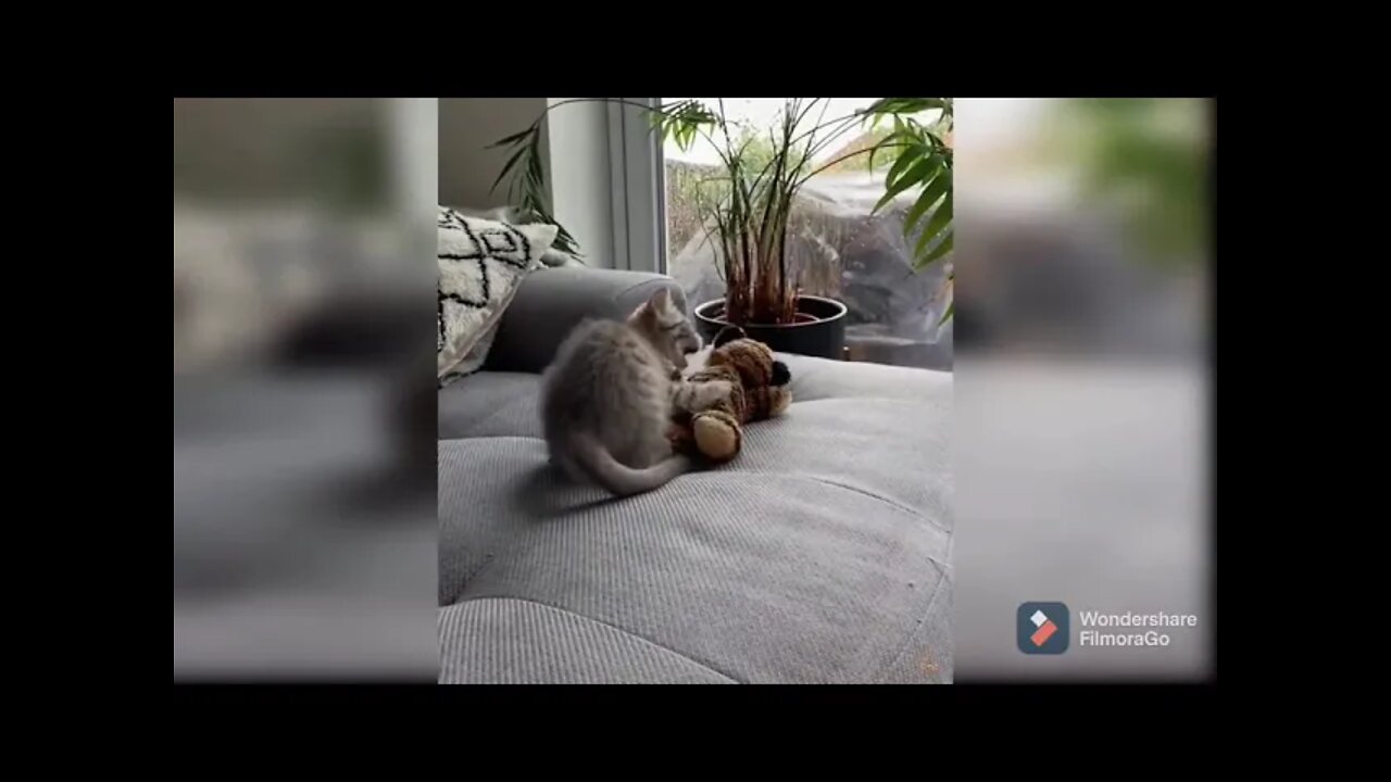 Cat wrestling with cub 😘|| #shorts